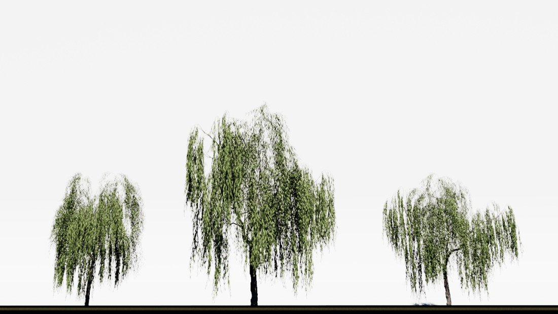 /data/product/53_salix Tree/5.jpg
